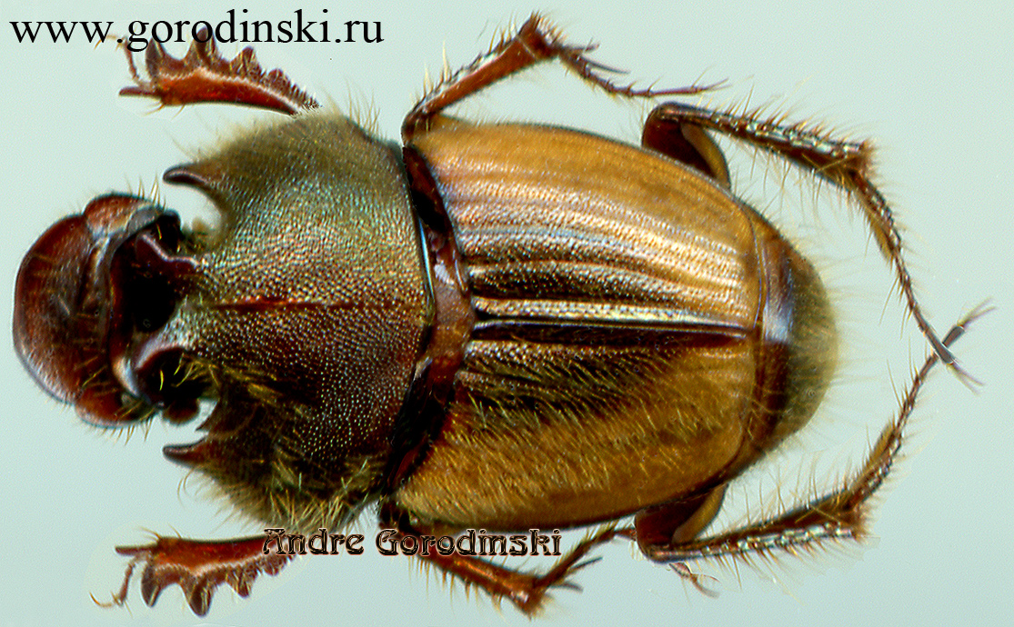 http://www.gorodinski.ru/copr/Onthophagus tarandus.jpg